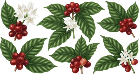Fototapeten Tropische Blätter Vintage botanical coffee branch illustration set with ripe red coffee cherries green leaves and white blossoms for organic cafe branding and agriculture design.  © Hosneara