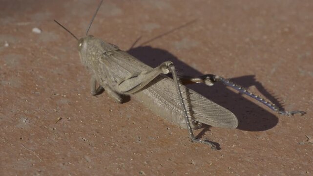 close-up of a common field grasshopper (Chorthippus brunneus) warming itself in the last rays of sun before the arrival of winter.