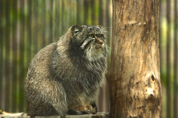 Obraz premium a close up portrait of a manul sitting 