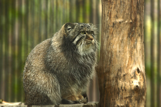a close up portrait of a manul sitting 