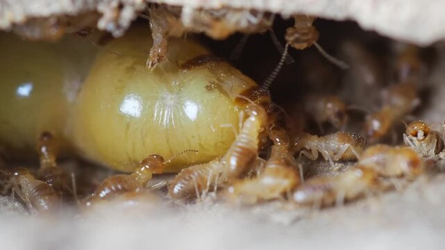 The queen termite is characterized by its large size, yellow color, and small head.