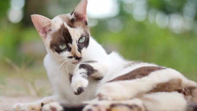 A domestic cat grooming and lounging outdoors in a blurred background. The feline has a spotted coat pattern and striking eyes. 