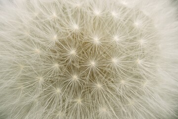 Obraz premium Macro closeup of white dandelion seed head with delicate radiating filaments
