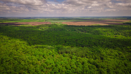 Obraz premium aero landscape of a green summer forest