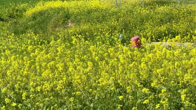 Field of yellow wild mustard flowers. A close-up shot of yellow wildflowers.