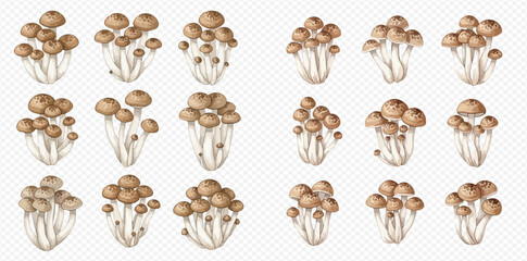 Set of fresh brown shimeji mushrooms on a transparent background, healthy organic food. © Akun