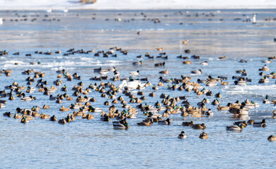 Swan and ducks on frozen river.