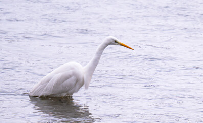 Obraz premium white egret looking bird