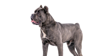 Obraz premium Cane Corso dog isolated