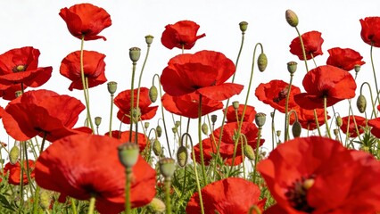 Obraz premium is a landscape-style photograph featuring a field of vibrant red poppies against a stark white background. The