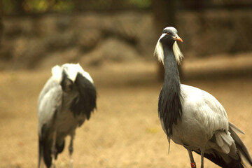 Fototapeta premium Two demoiselle cranes stand on sand at the zoo