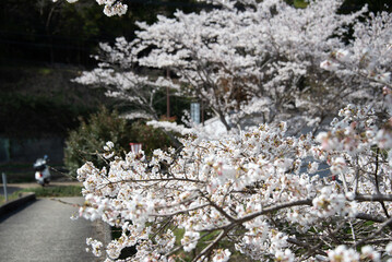 芳野川沿いの水分桜