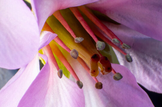 Primer plano macro de una flor rosa con estambres detallados y polen gris.