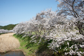 芳野川沿いの水分桜