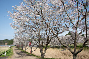 芳野川沿いの水分桜