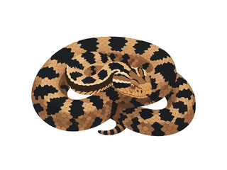 Obraz premium A coiled hognose snake with distinctive markings.