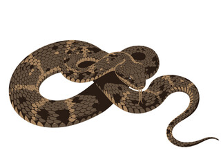 Obraz premium A coiled viper snake with intricate brown and green patterns on its scales.