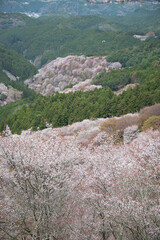 吉野山の桜