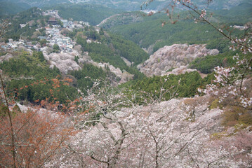 吉野山の桜