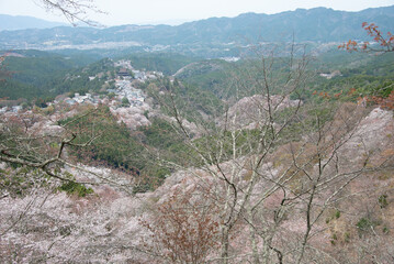 吉野山の桜