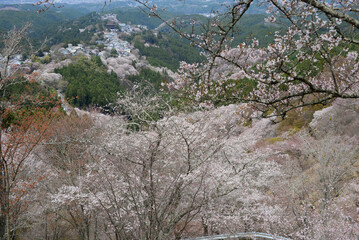 吉野山の桜