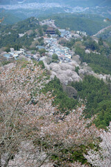 吉野山の桜