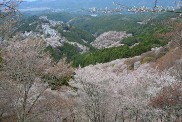 吉野山の桜