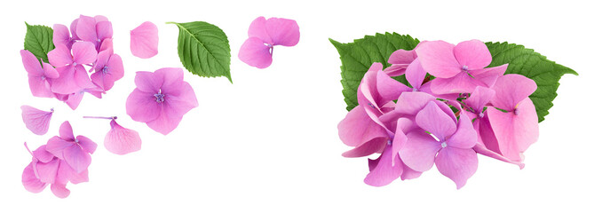 Pink Hydrangea flower isolated on white background. Top view with copy space for your text. Flat lay