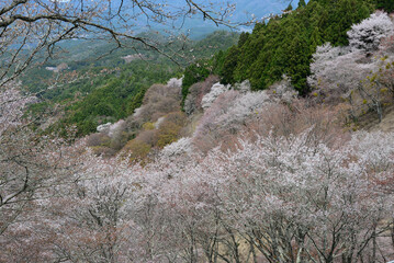 吉野山の桜