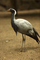 Naklejka premium A demoiselle crane stands on sand at a zoo
