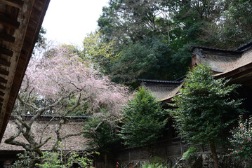 吉野山の桜