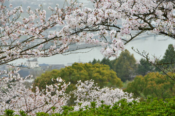 岡山の桜