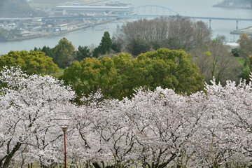 岡山の桜