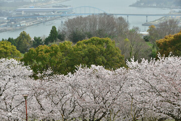 岡山の桜