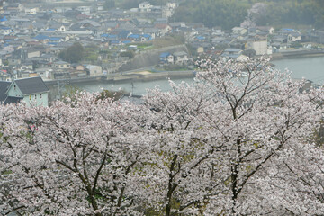 岡山の桜