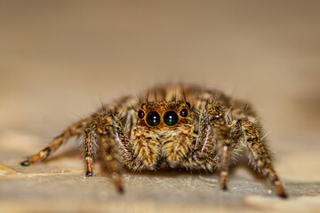 araign&eacute;e