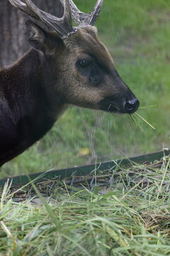 Muntjac barking deer among green vegetation in zoo