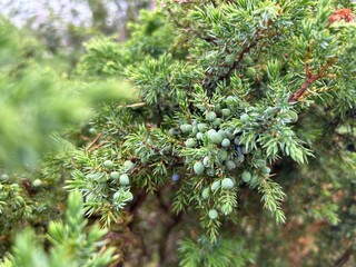 A coniferous plant. Blue berries on a juniper tree. © Every Creat
