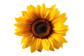 Fototapeta premium A vibrant, large sunflower with bright yellow petals and a dark center