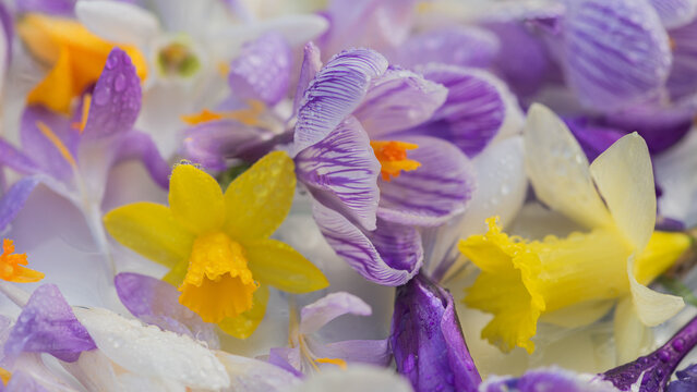 fresh spring still life with crocus and daffodil flower background
