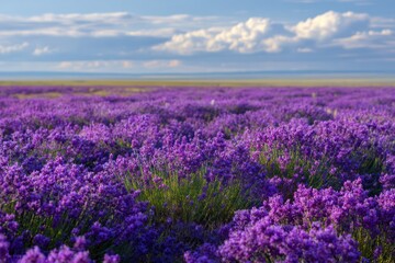 Fototapeta premium Scenic lavender field blooming in summer sunlight