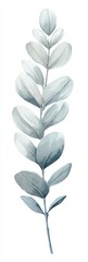 Fototapeta premium Delicate watercolor eucalyptus sprig with oval leaves in soft blue-grey tones
