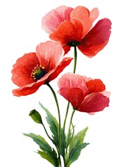 Watercolor illustration of three vibrant red poppies with green stems and leaves