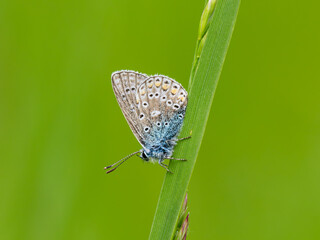 Common Blue Butterfly on a Grass Stem © Stephan Morris 