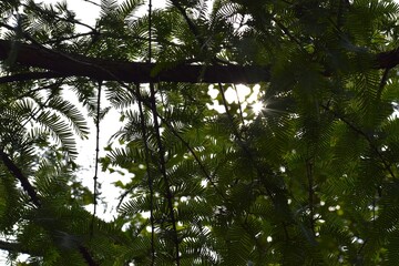 Fototapeta premium Branches of metasequoia in sunlight in the forest