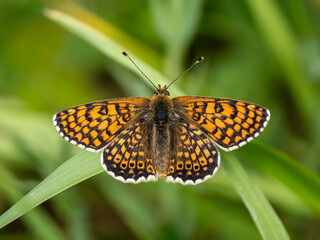 Fototapeta premium Glanville Fritillary Butterfly. Resting on Grass