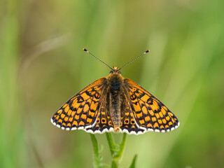 Obraz premium Glanville Fritillary Butterfly. Resting on Grass