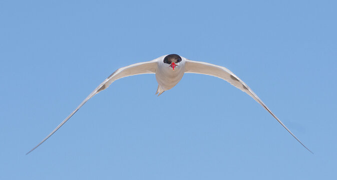 Gaviot&iacute;n volando de frente