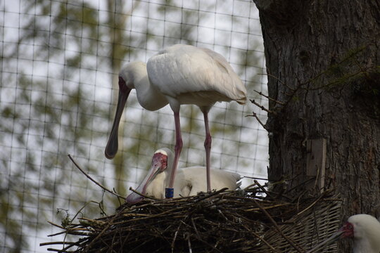 Group of African Spoonbills Nesting on Tree in Zoo