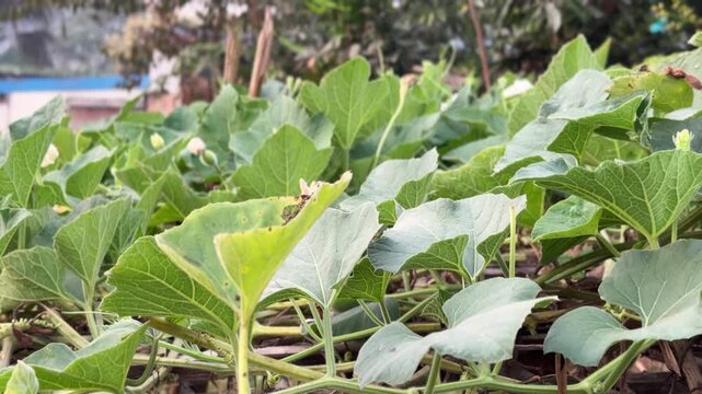 Lush Green Bottle Gourd Plant (Lau) Leaves and Buds in an Organic Vegetable Garden - Nature and Farming Background